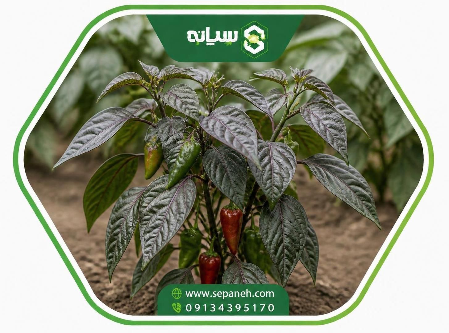 کمبود فسفر در فلفل 